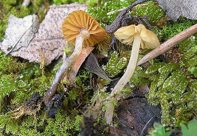 Una strana Galerina  lillipuziana